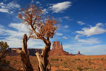 Tree in Monument Valley
