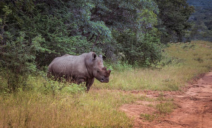 white rhino at the kruger park von ChrisWillemsen