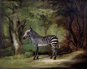 Zebra sur Gisela- Art for You