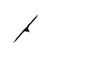 Vliegende meeuw silhouette