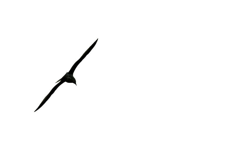 Seagull flying silhouette von Jan Brons