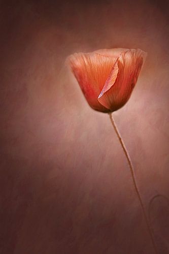 Poppy