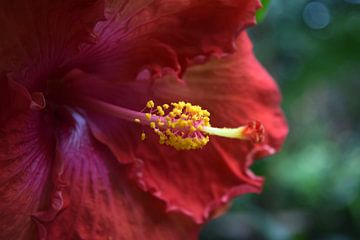 Prachtige rode bloem van dichtbij van Nicolette Vermeulen
