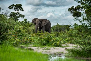 Elephant in Moremi Game Reserve, Botswana by Paula Romein
