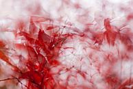 Japanese maple, a red wonder by Margo Schoote thumbnail