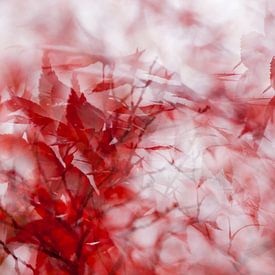 Japanese maple, a red wonder by Margo Schoote