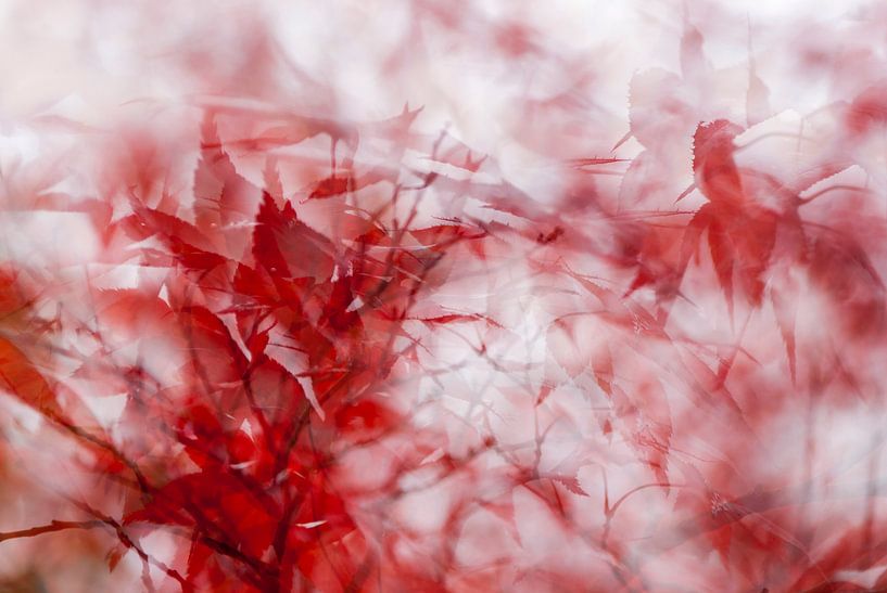 Japanese maple, a red wonder by Margo Schoote