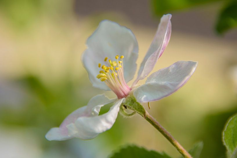 Apfelblüte von BeeldWoord