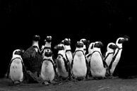 Penguins | Black and White | Photography by Monique Tekstra-van Lochem thumbnail