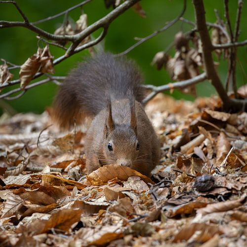 Versteckt im Blatt