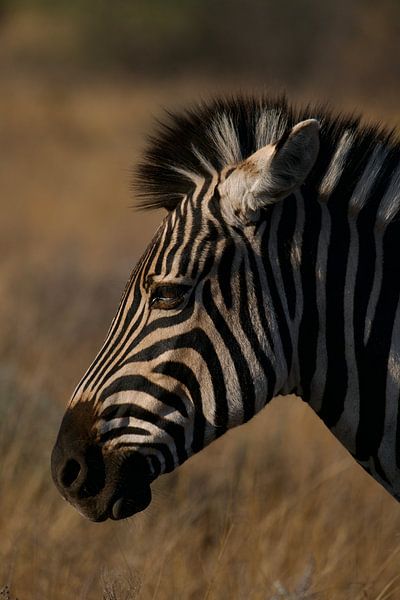 Zebra von David Blok