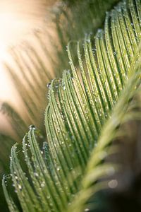 Feuille de palmier avec des gouttes sur Marika Huisman fotografie