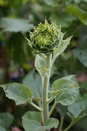 Zonnebloemknop van Vínculae