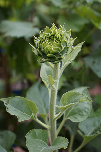 Sonnenblumenknospe