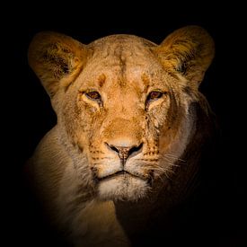 Portrait de lion sur Omega Fotografie
