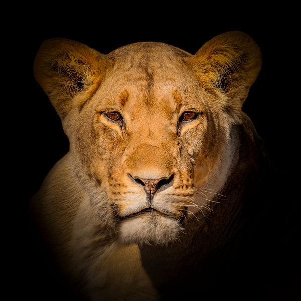 Portret leeuw van Omega Fotografie