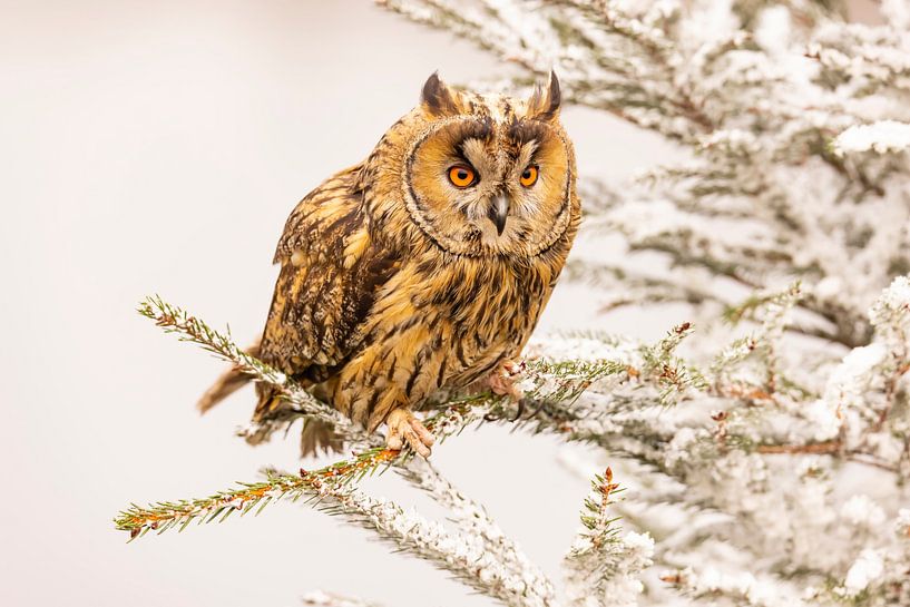 Waldohreule, Asio otus von Gert Hilbink