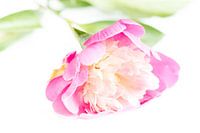 Peony