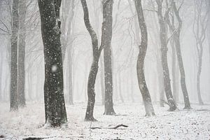 Heftiger Schneeschauer im Buchenwald