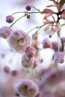 Kirschblüte im englischen Stil.