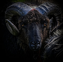 Black ram with impressive ram’s horns by Theo Felten