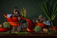 Still life Dogs in the pot