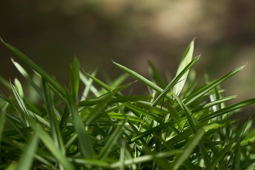 Grastoneel by QEIMOY