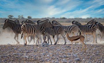 Antelope and zebra on the savannah by Eddie Meijer