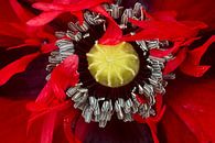 Red Poppy close-up passion flower (Papaver rhoeas) van Sara in t Veld Fotografie thumbnail