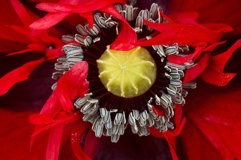 Red Poppy close-up passion flower (Papaver rhoeas) van Sran Vld Fotografie