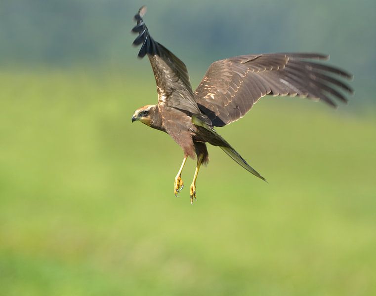 Bruine kiekendief by Ruud Scherpenisse