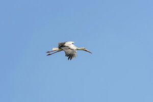 Storch 