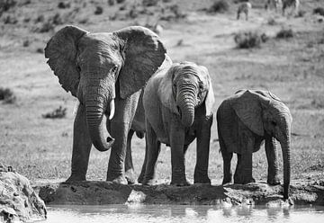 Drie Olifanten, Zuid-Afrika van Gabriela Jager