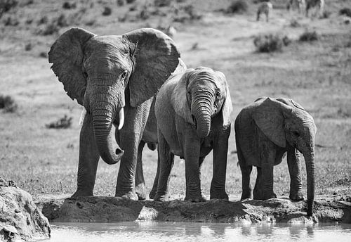 Three Elephants, South Africa