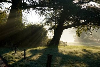Shadows of the Morning