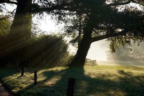 Shadows of the Morning