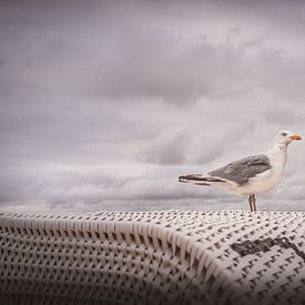 The seagull at the North Sea by Marc-Sven Kirsch