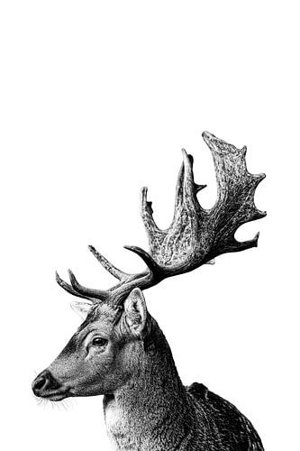 Hirsch im Profil – Eleganz in Schwarz-Weiß