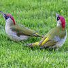 Two Green Woodpeckers on a lawn by Henk de Boer