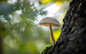 Porcelain fungus on a tree (lying down) by Clicks&Captures by Tim Loos