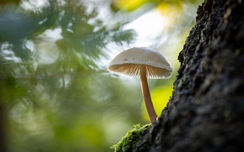 Porseleinzwam op een boom (liggend) van Clicks&Captures by Tim Loos