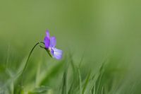 Blume