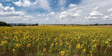 Pittoresk zonnebloemveld onder een wit-blauwe zomerhemel van Uwe Ulrich Grün