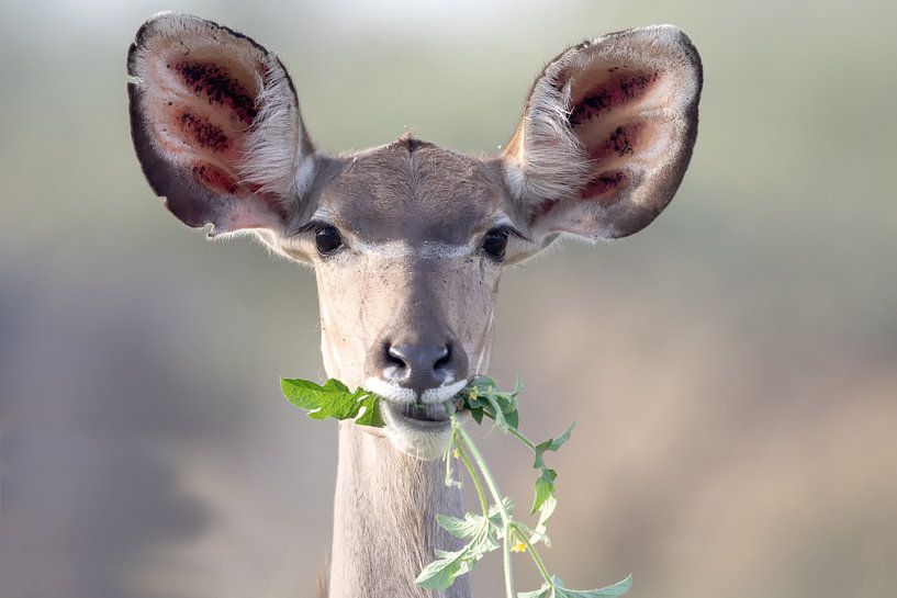 Kudu Frühstück von Angelika Stern