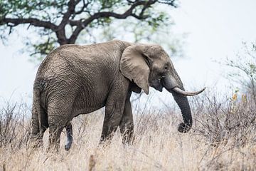 Olifant sur Stijn Verbruggen