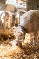 Lammetje lacht terwijl moeder verzorgt