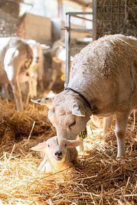 Lamm lacht, während sich die Mutter sorgt