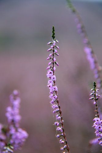 Purple heather