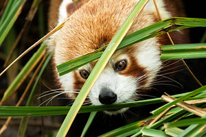 Roter Panda genießt das Gras