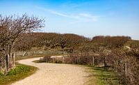 Dune path with bushes 3